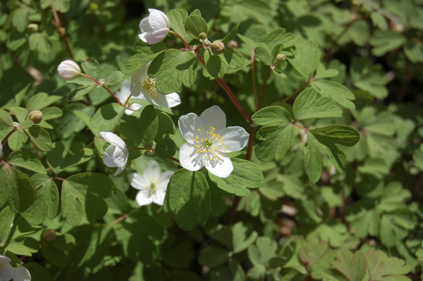 Thalictrum thalictroides image