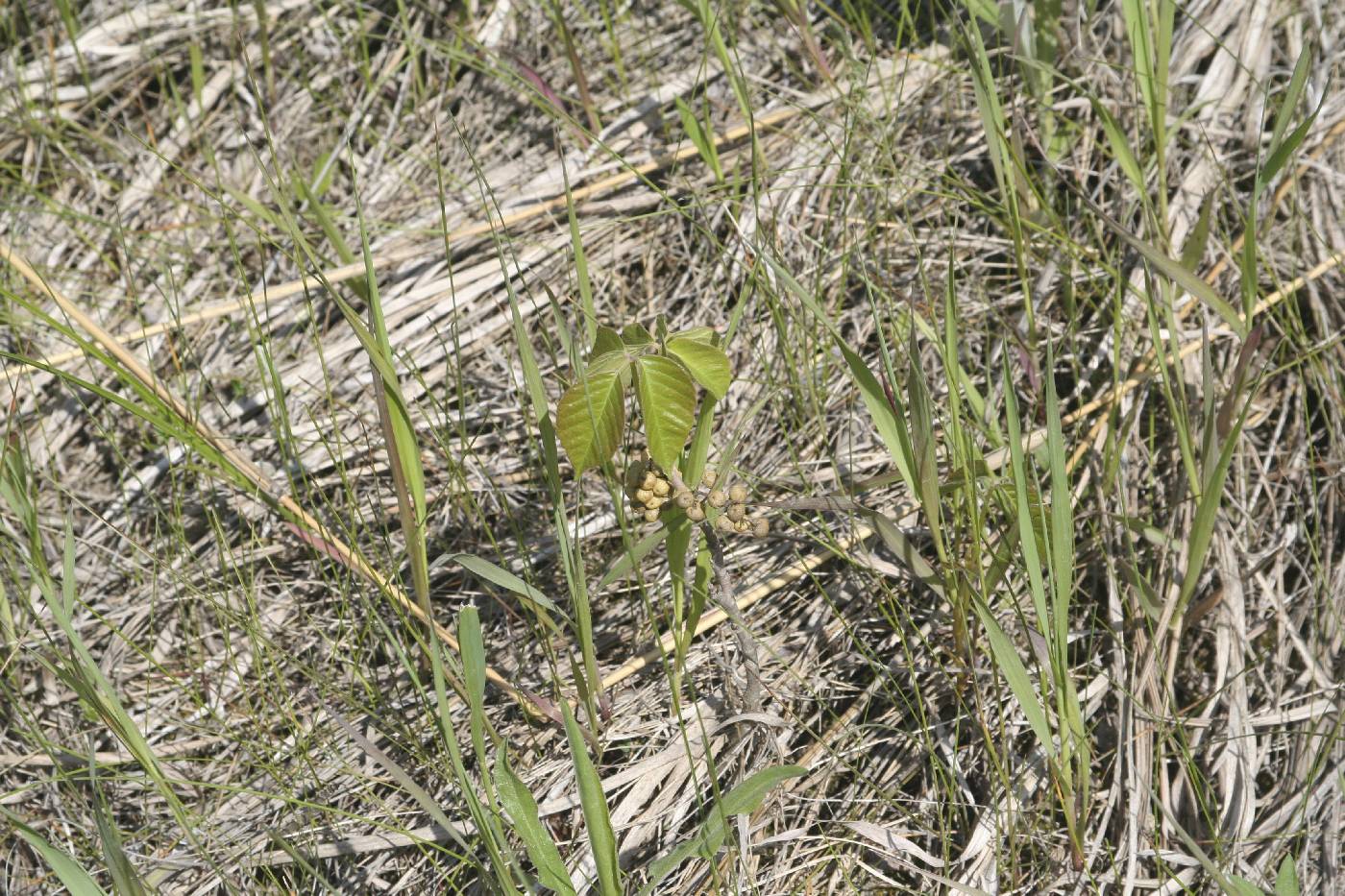Toxicodendron rydbergii image