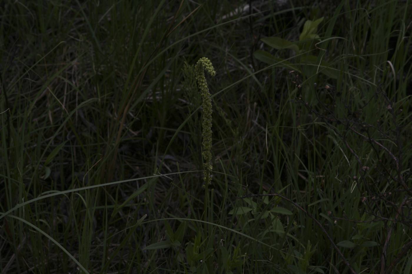 Triglochin maritima image