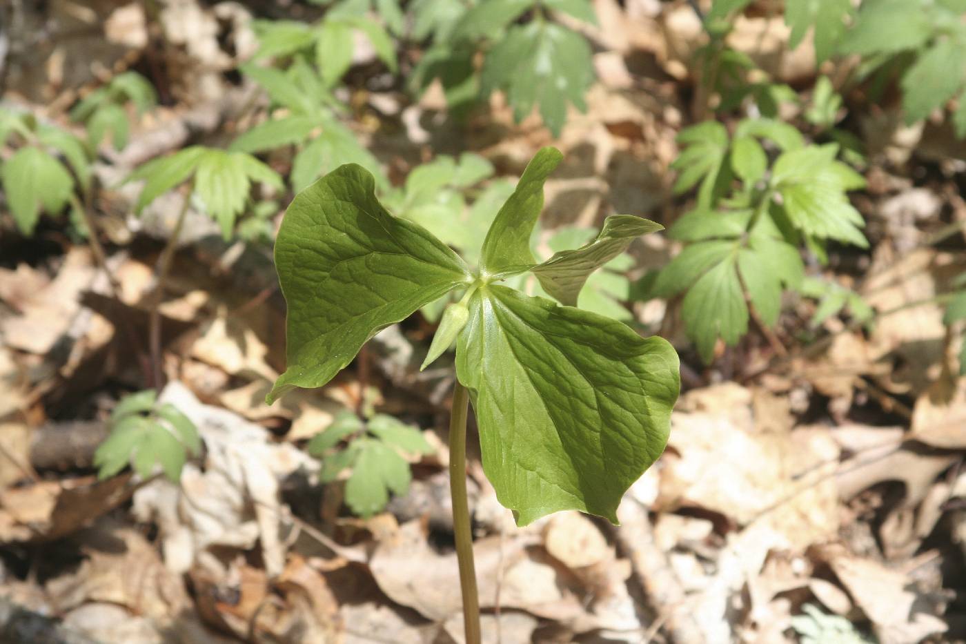 Trillium cernuum image