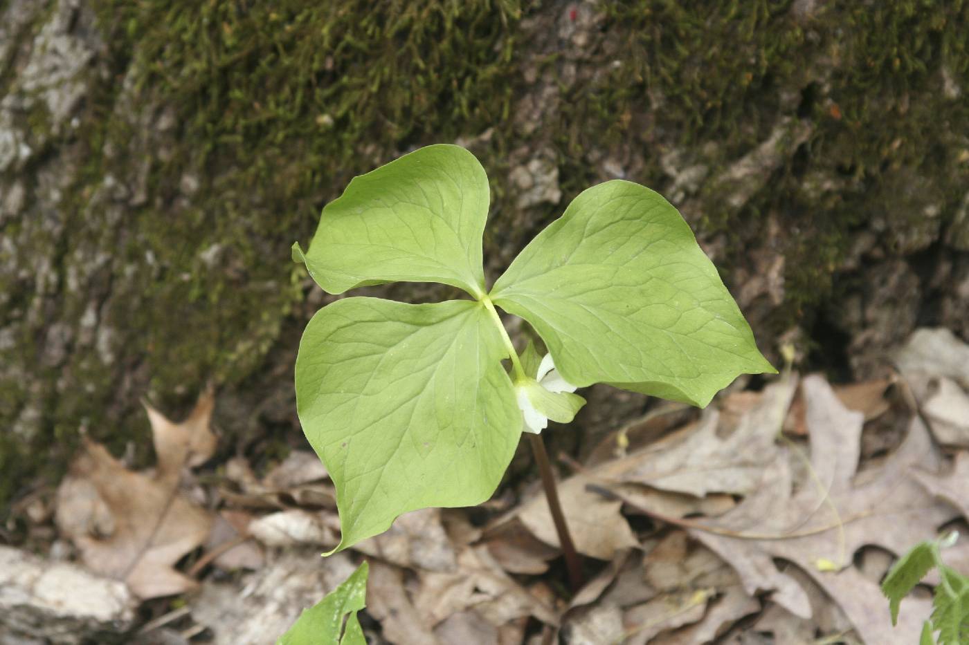 Trillium cernuum image