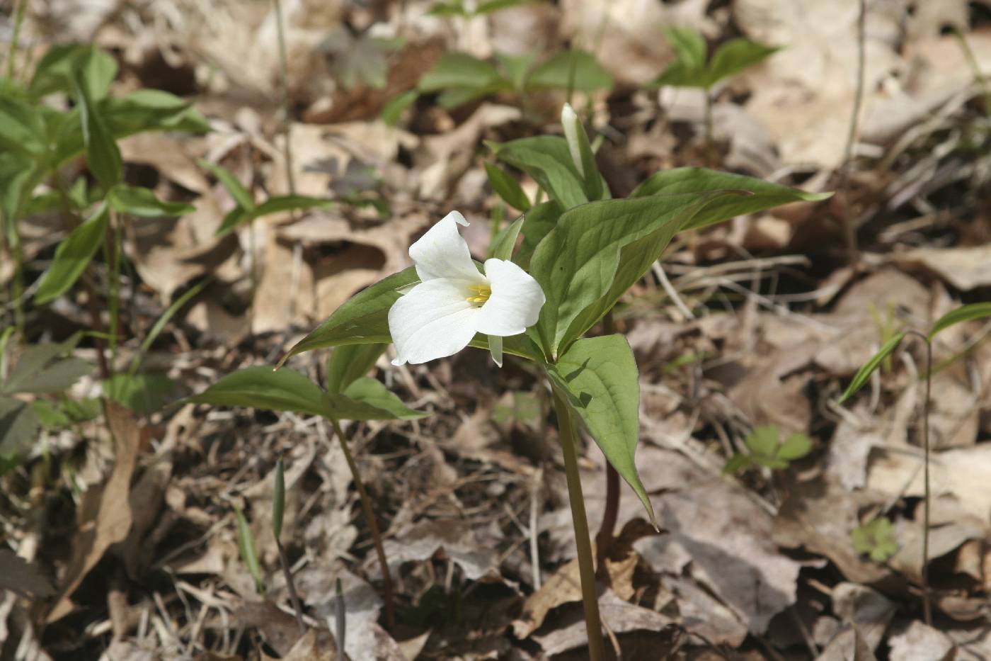 Trillium grandiflorum image