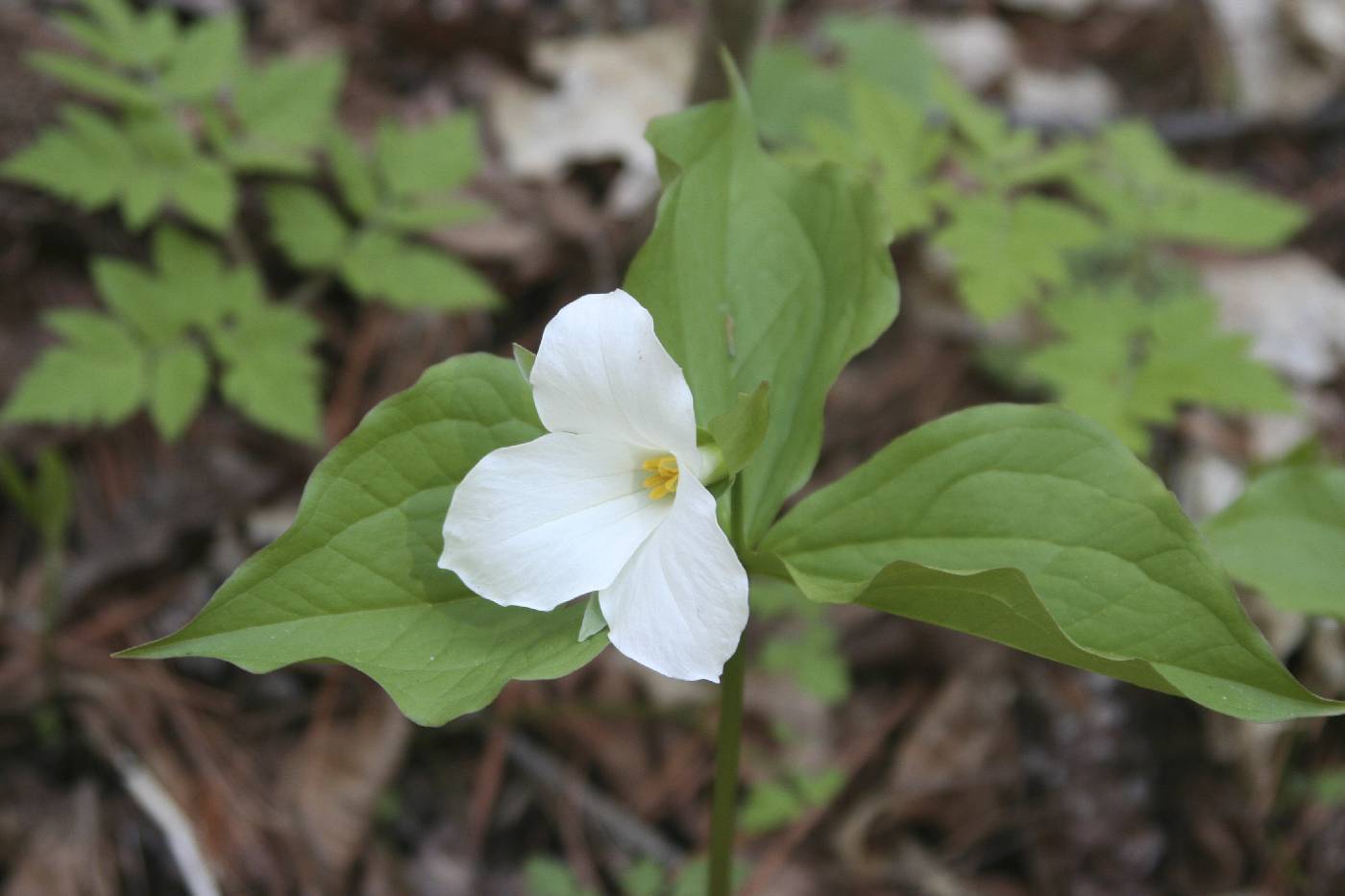 Trillium grandiflorum image