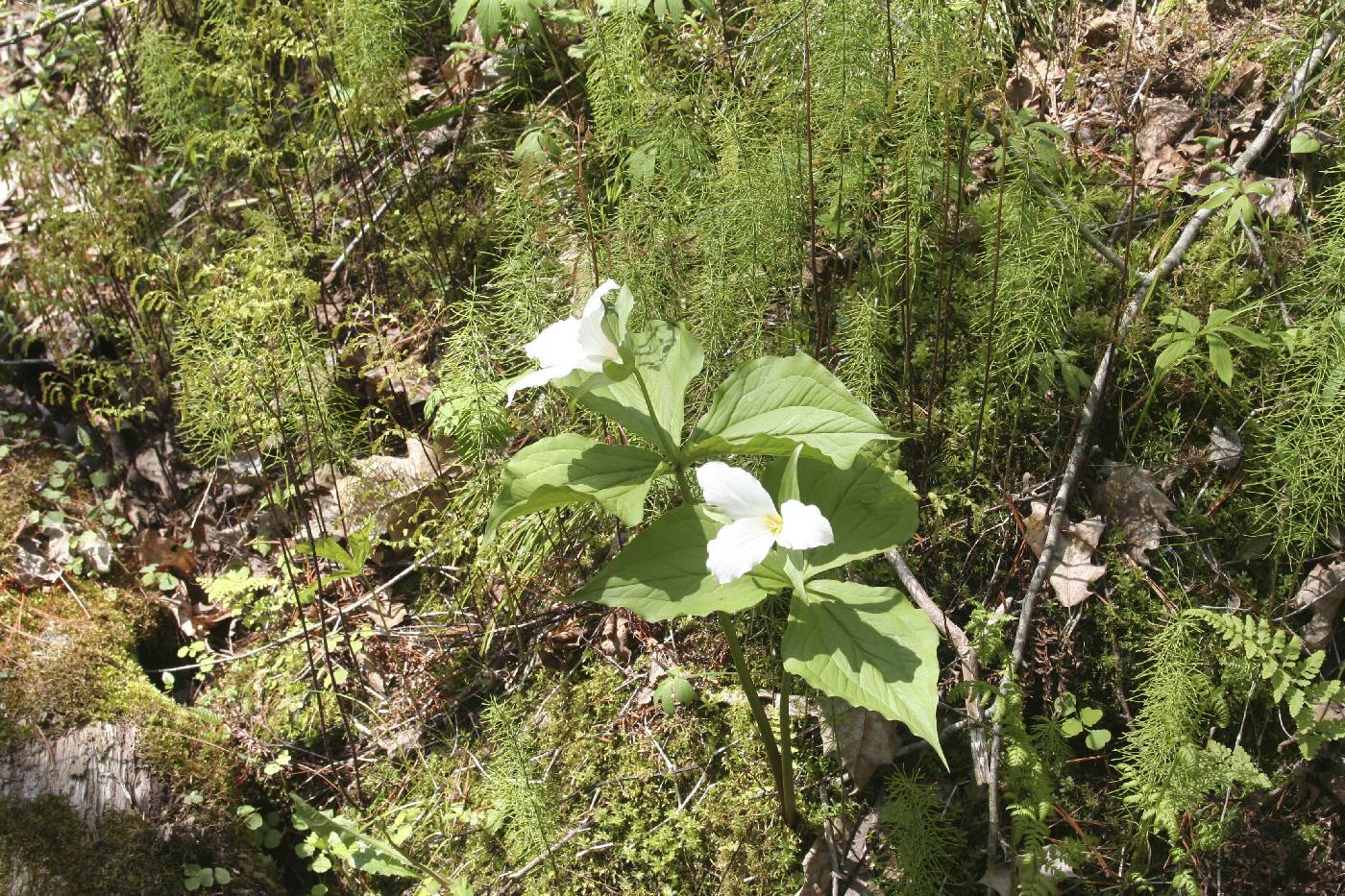 Trillium grandiflorum image