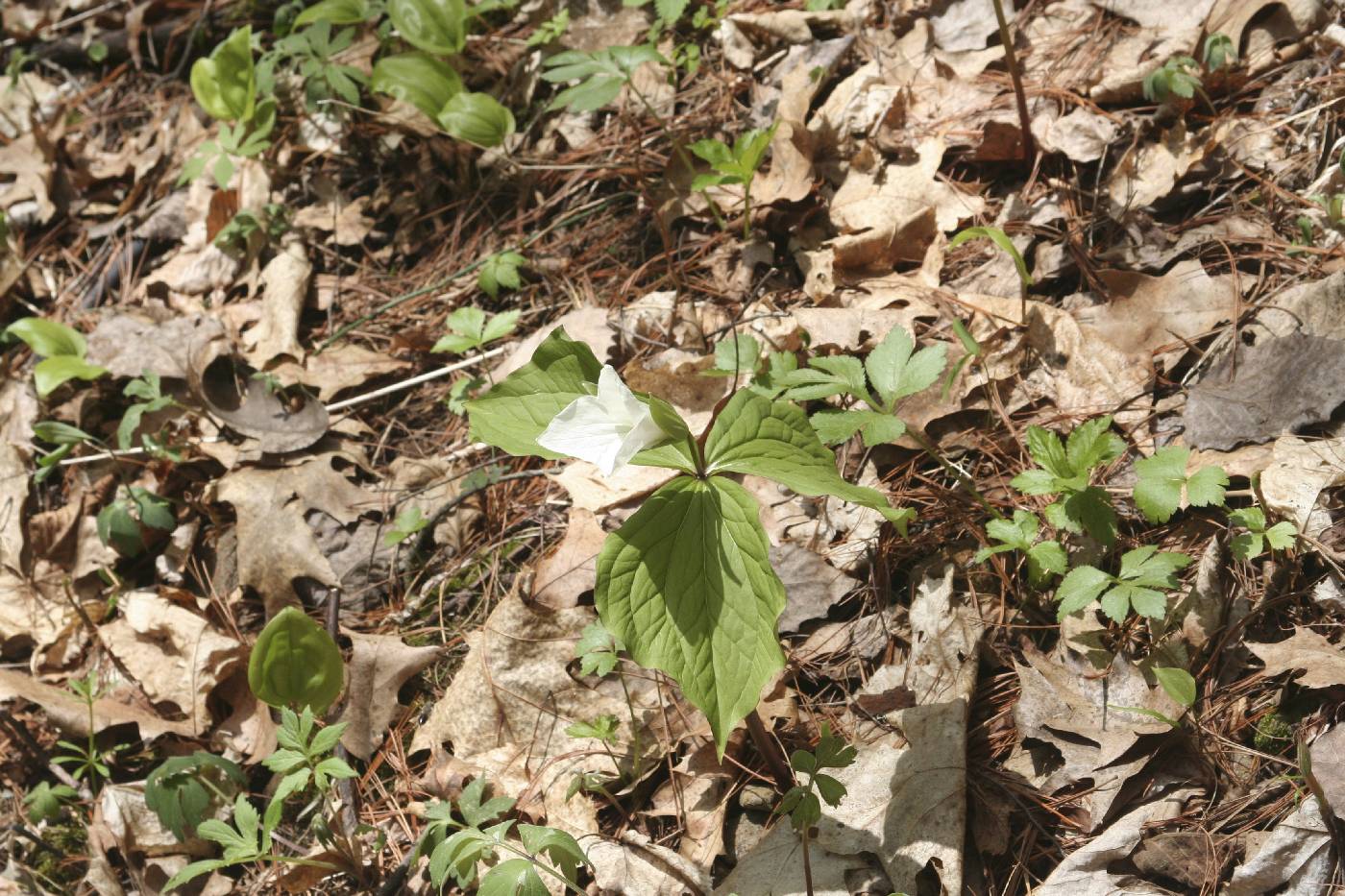 Trillium grandiflorum image