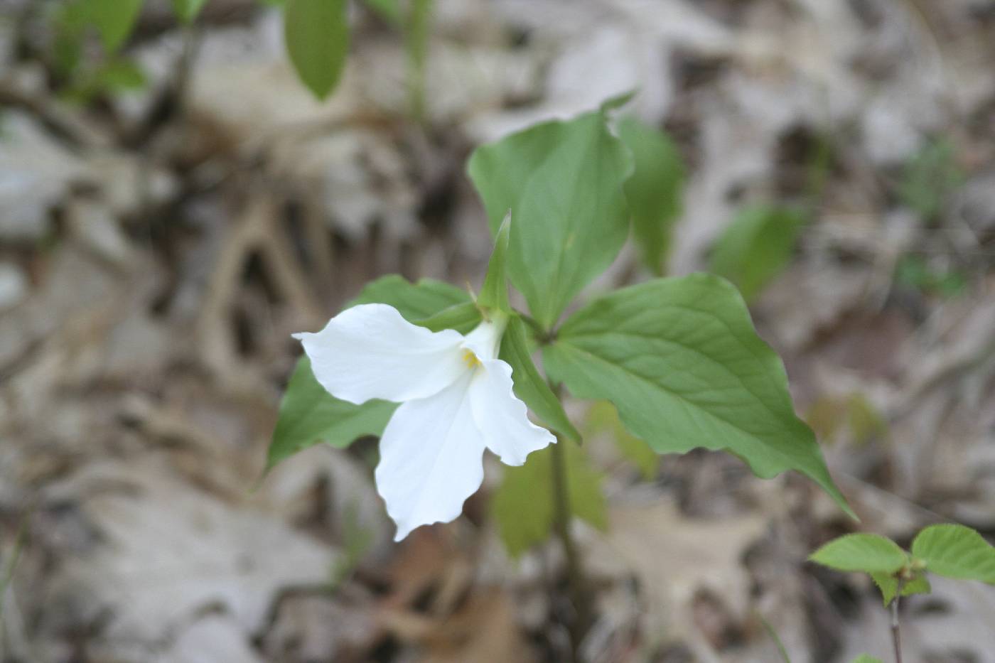 Trillium grandiflorum image