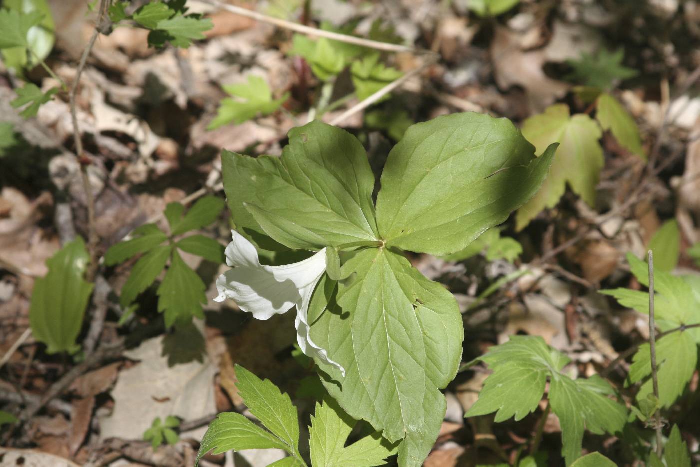 Trillium grandiflorum image