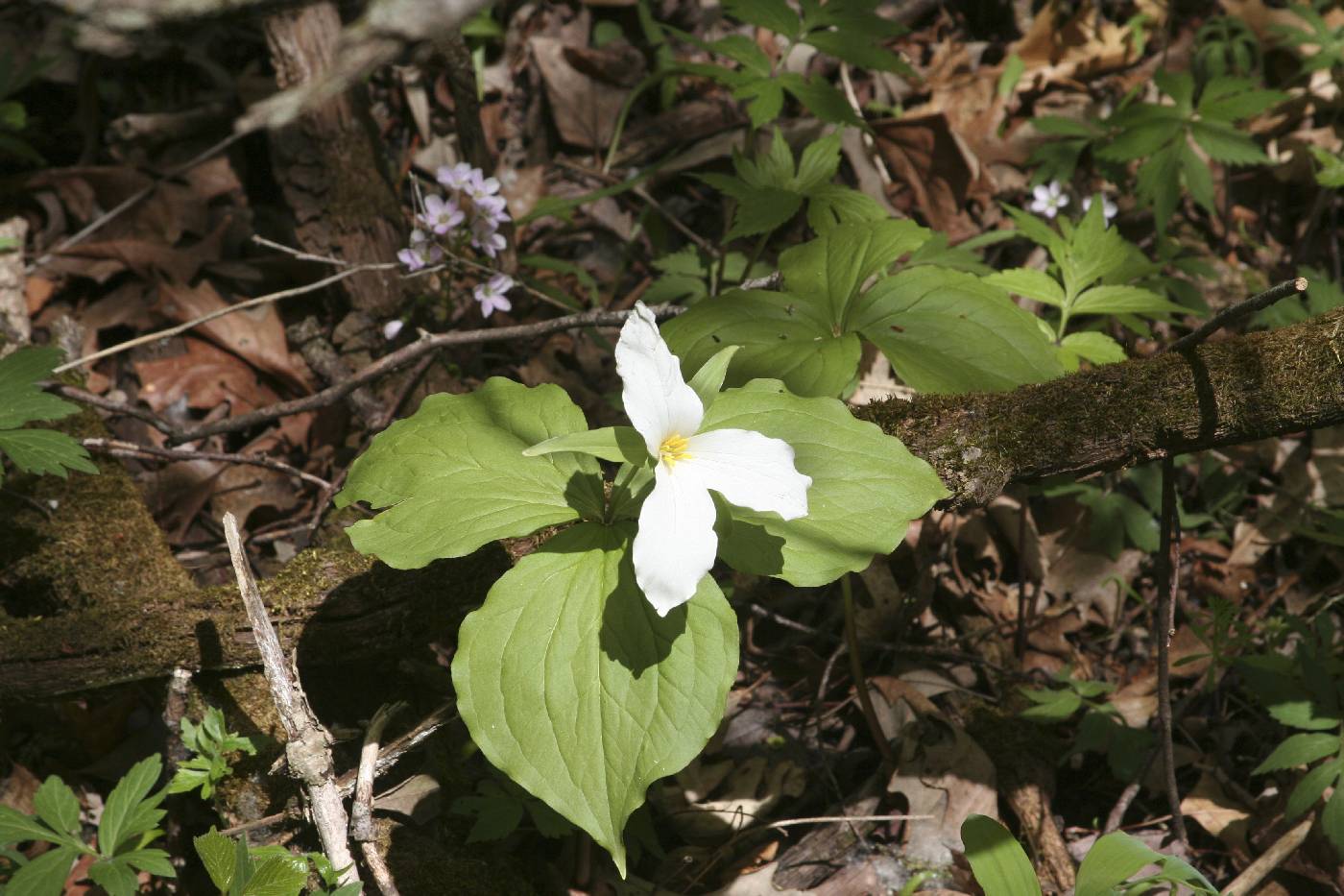 Trillium grandiflorum image