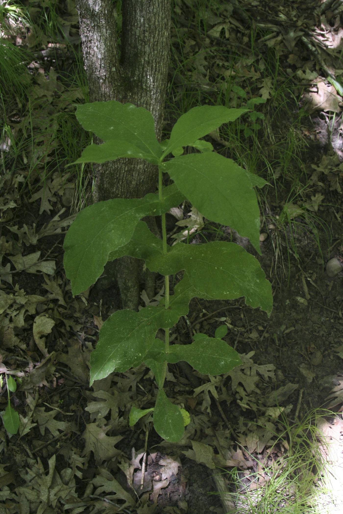 Triosteum perfoliatum image