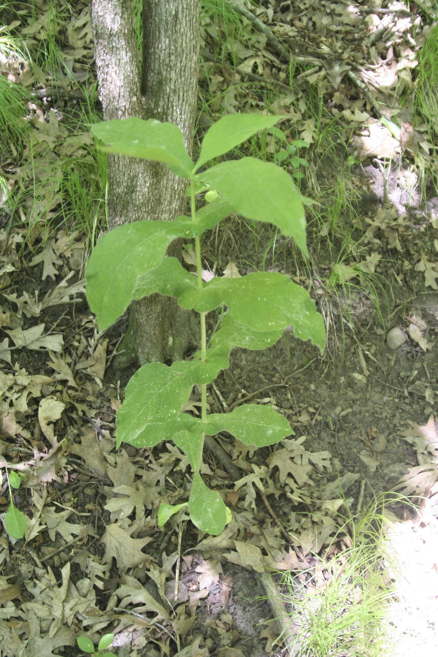 Triosteum perfoliatum image