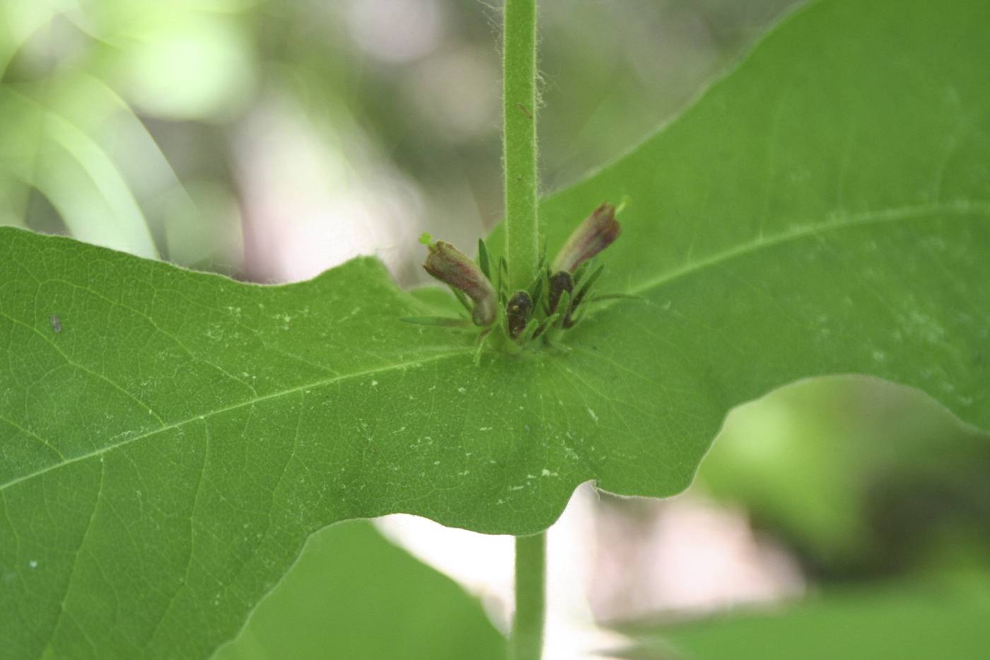 Triosteum perfoliatum image