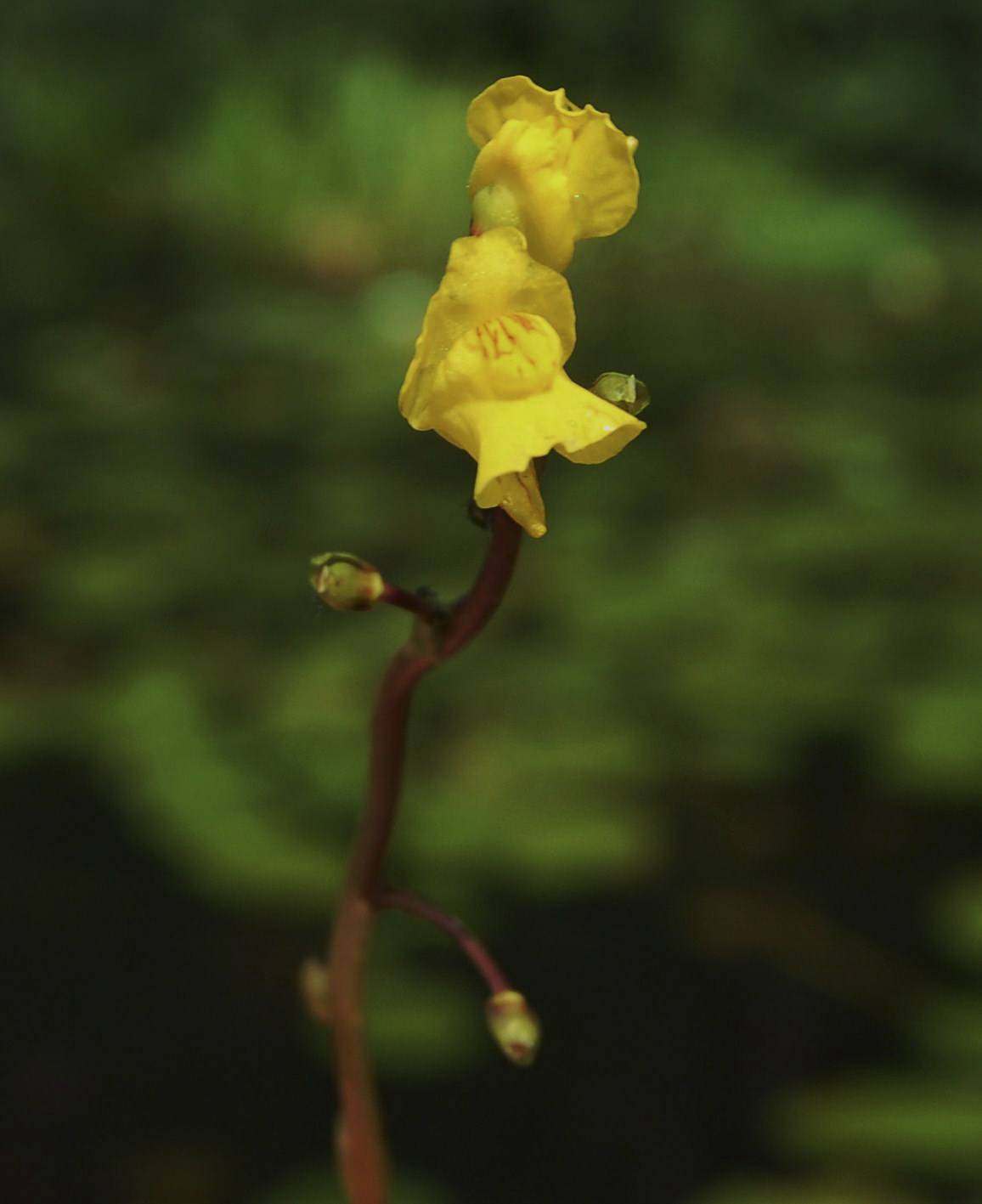Utricularia vulgaris image