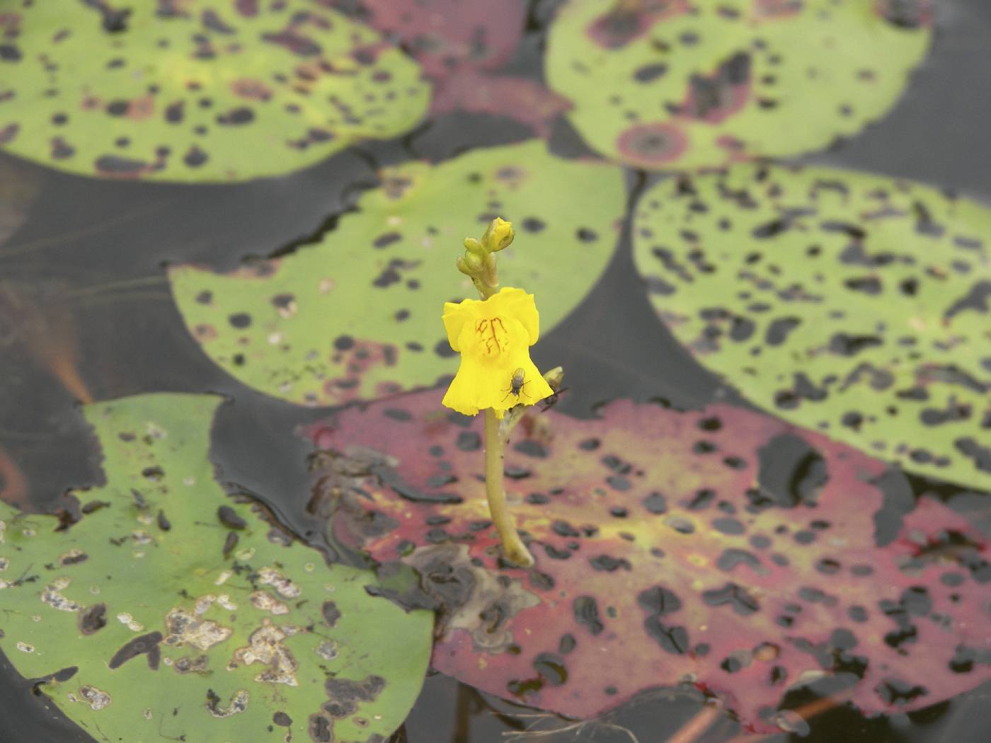 Utricularia vulgaris image