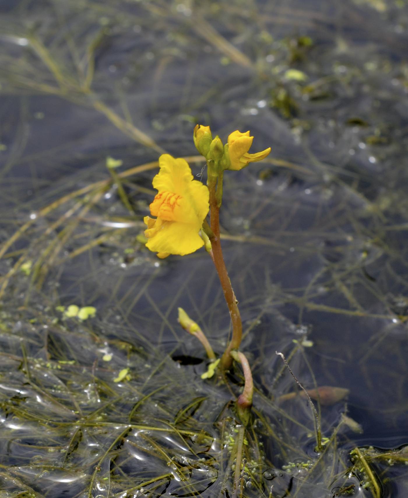 Utricularia vulgaris image