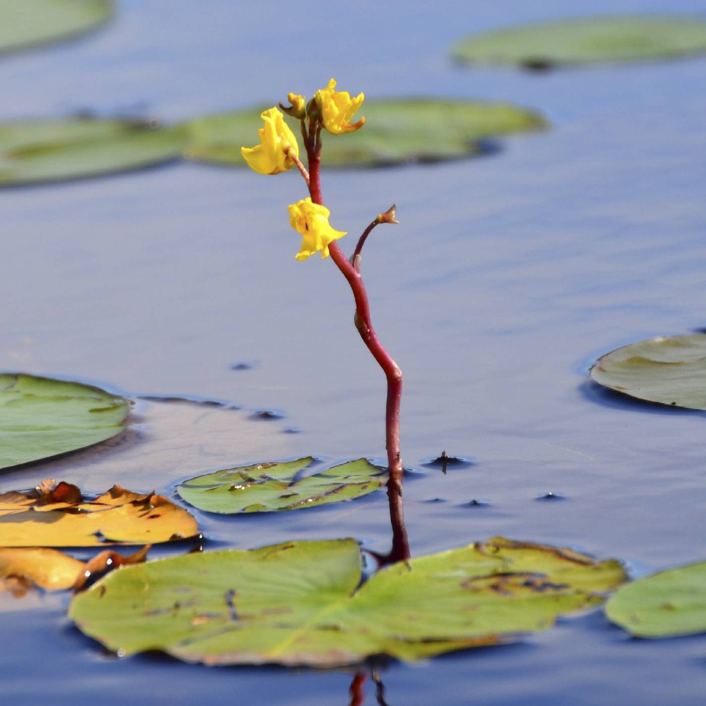 Utricularia vulgaris image