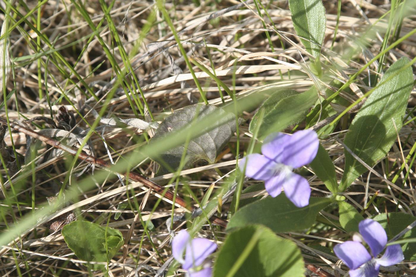 Viola nephrophylla image