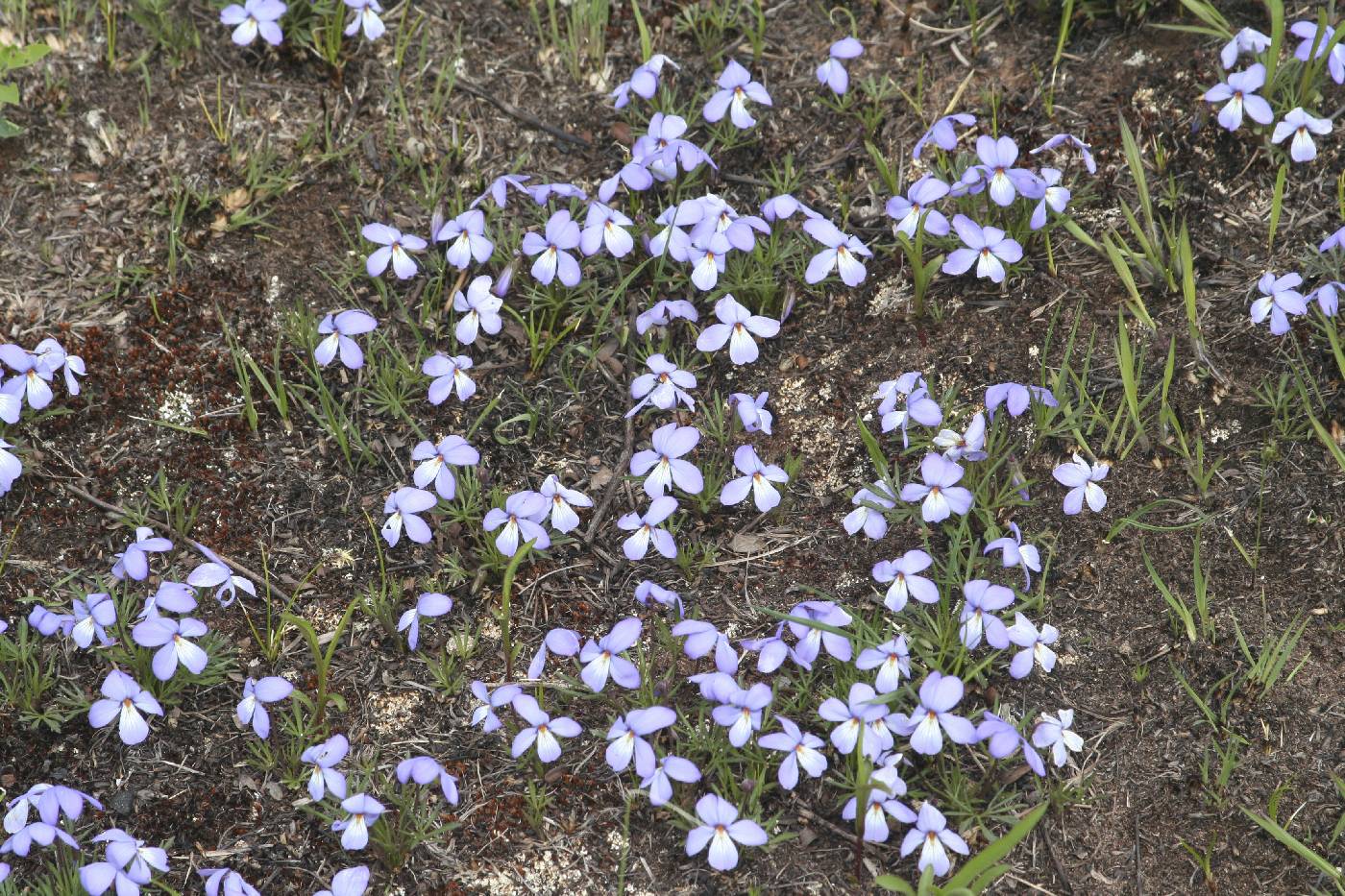 Viola pedata image