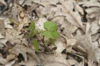 Vitis riparia image