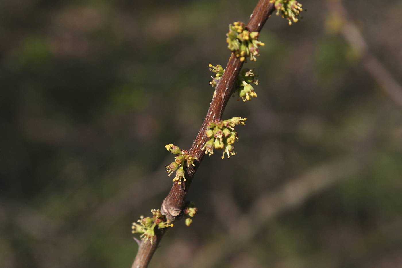 Zanthoxylum americanum image