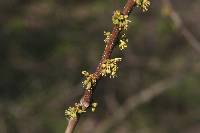 Zanthoxylum americanum image