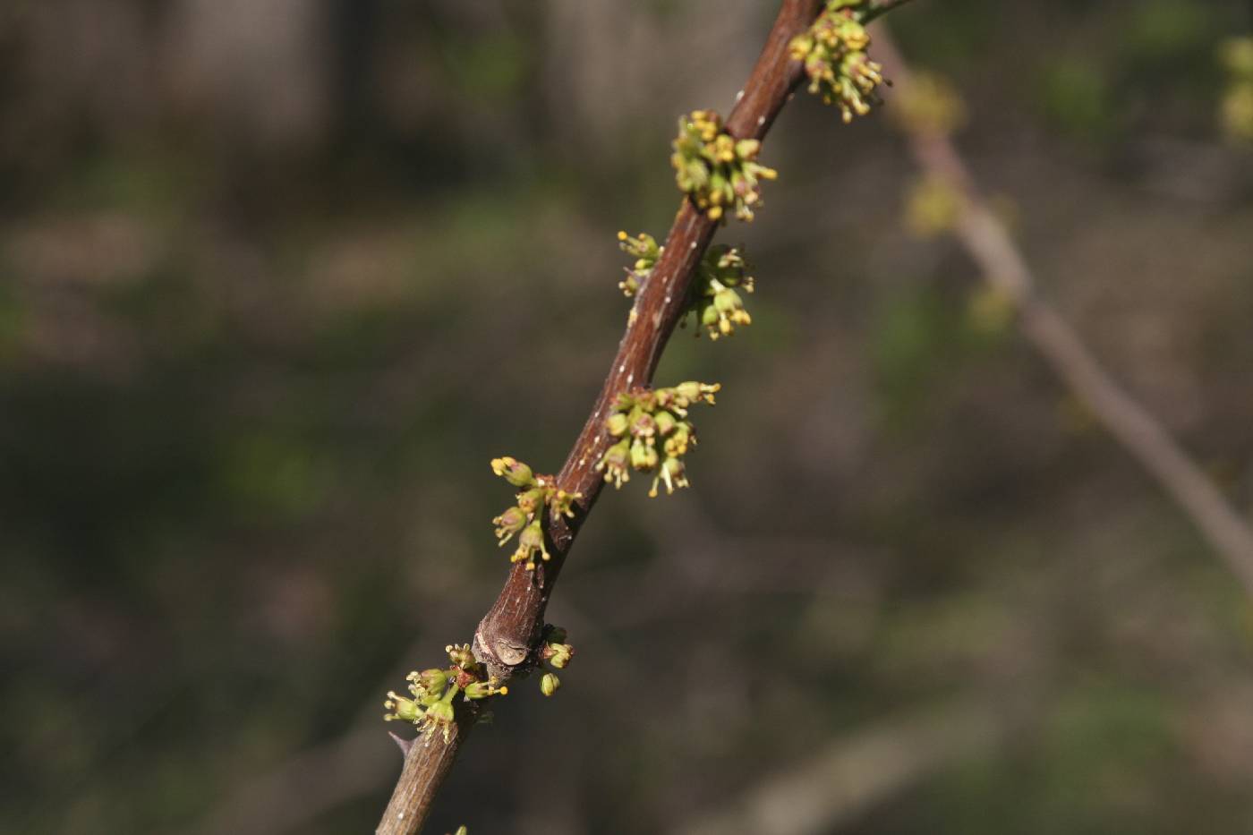 Zanthoxylum americanum image