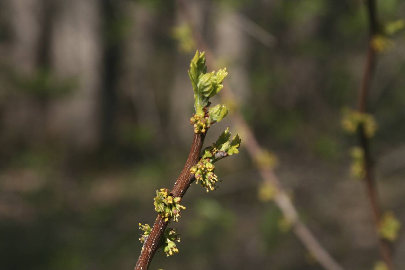 Zanthoxylum americanum image