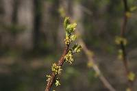 Zanthoxylum americanum image