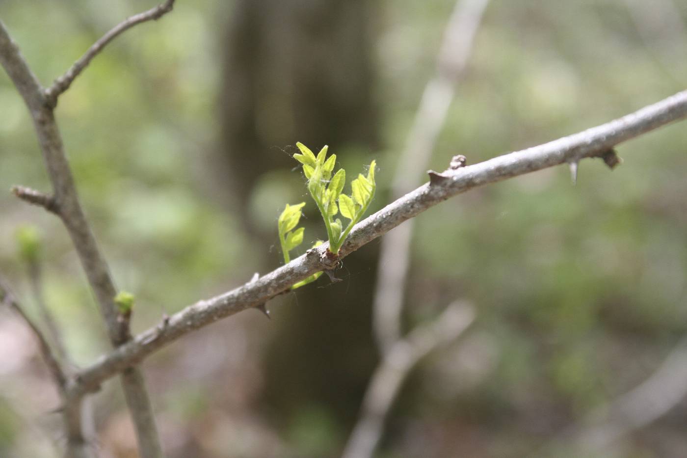 Zanthoxylum americanum image