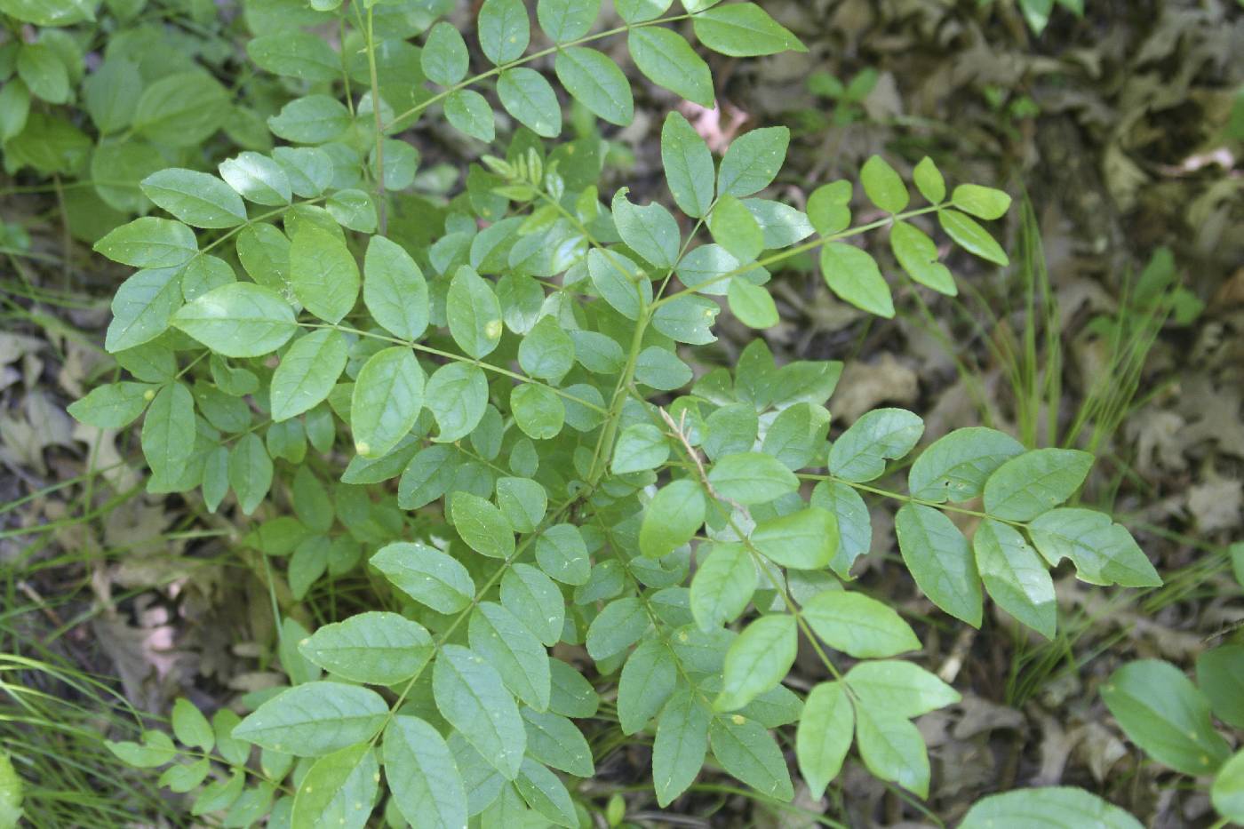 Zanthoxylum americanum image