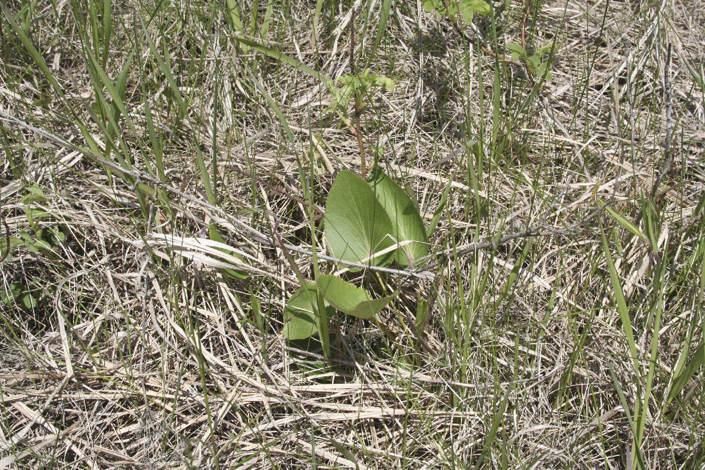 Zizia aptera image