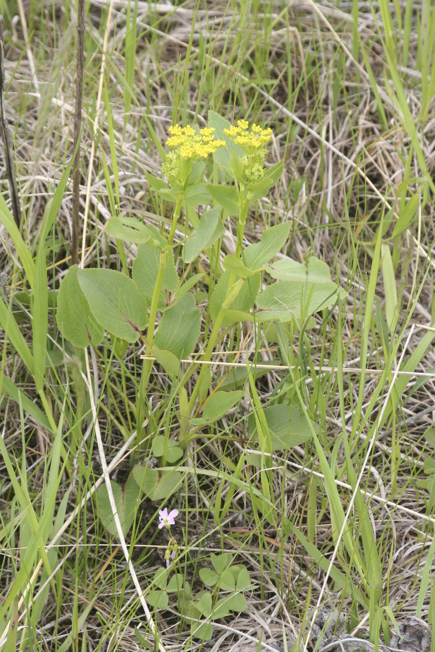 Zizia aptera image