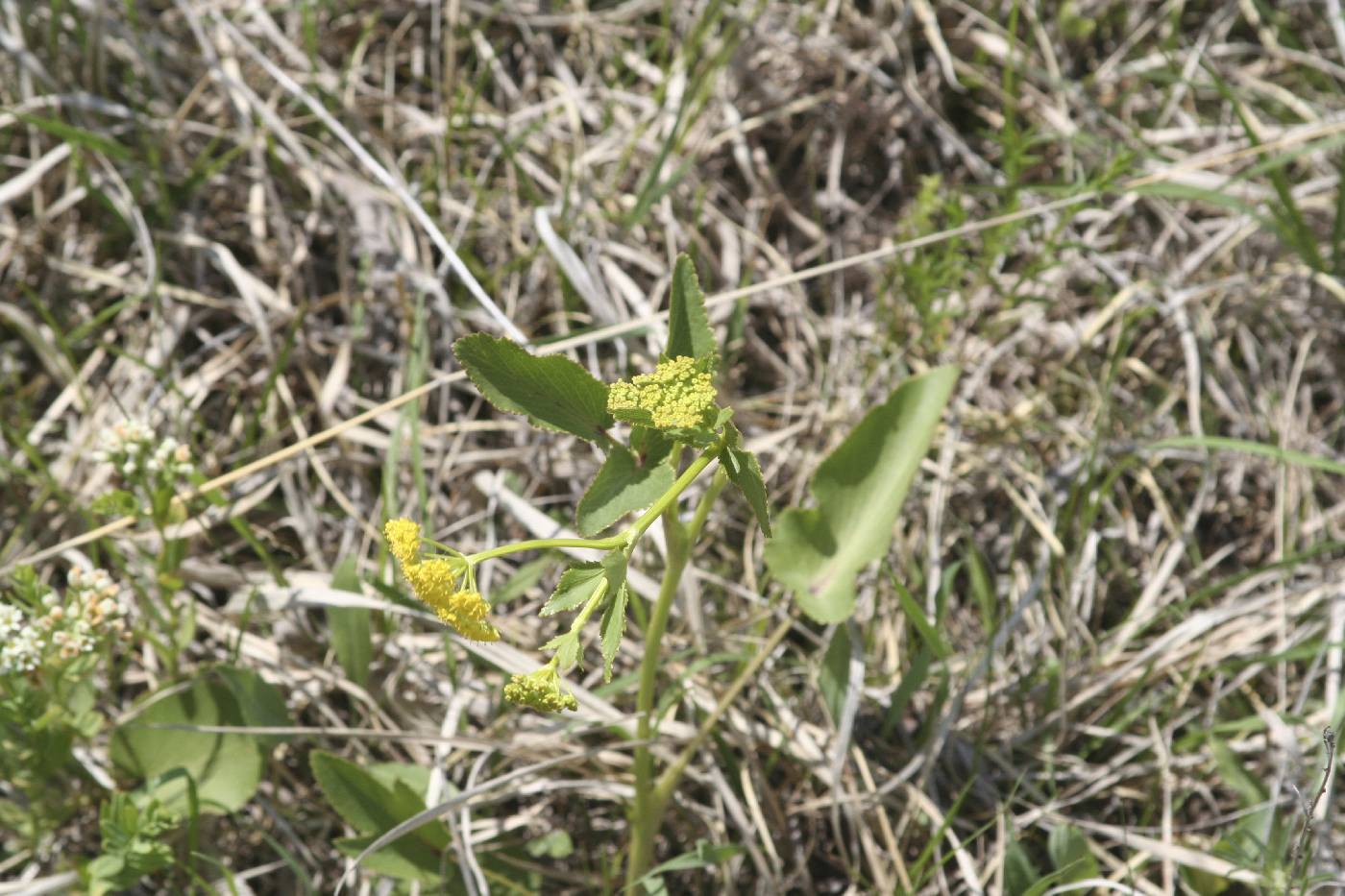 Zizia aptera image