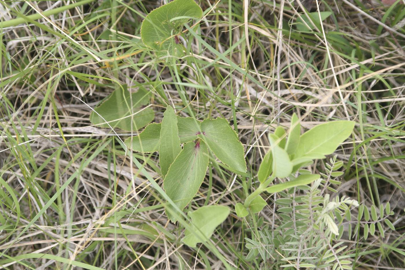 Zizia aptera image