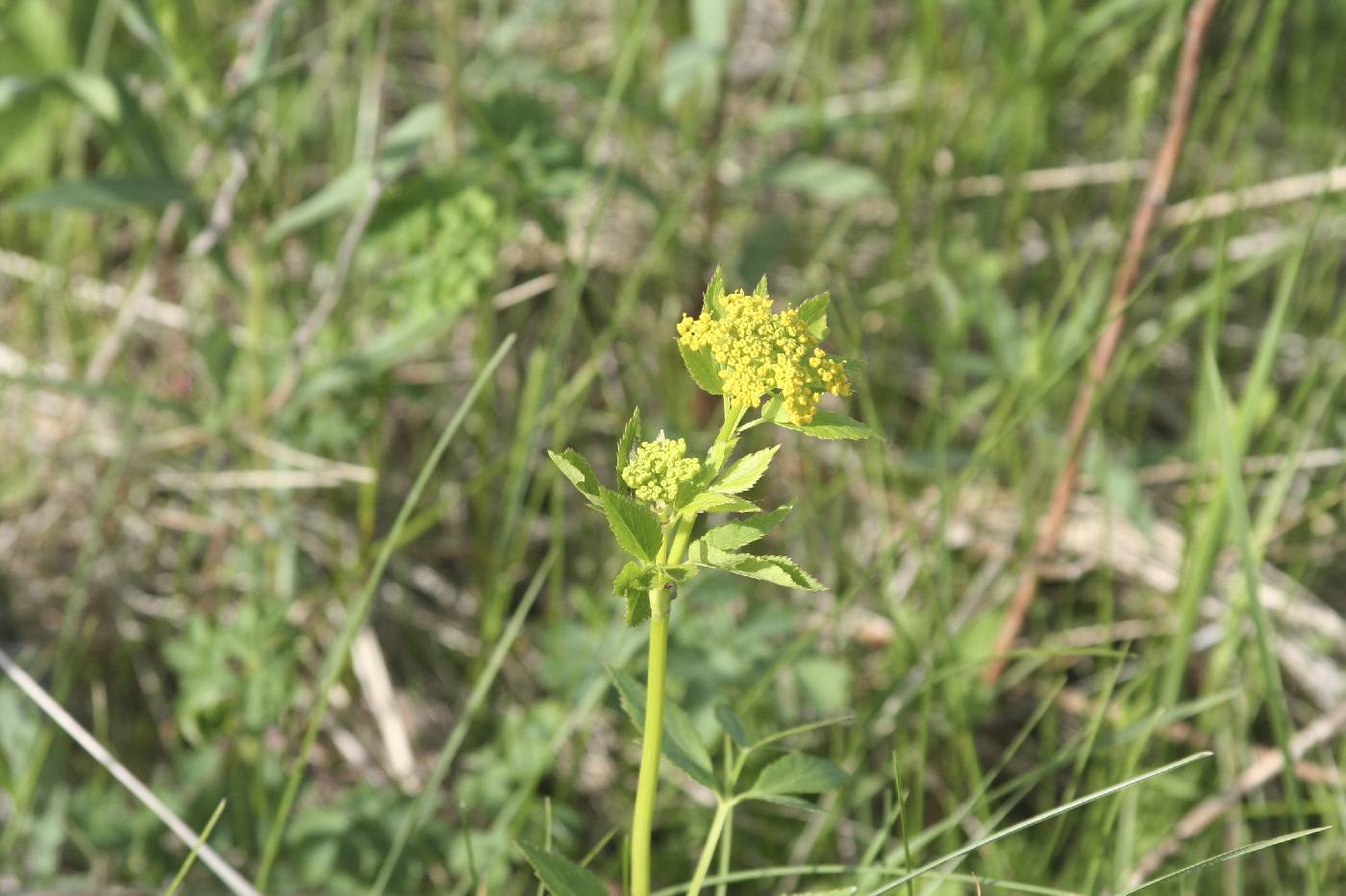 Zizia aurea image