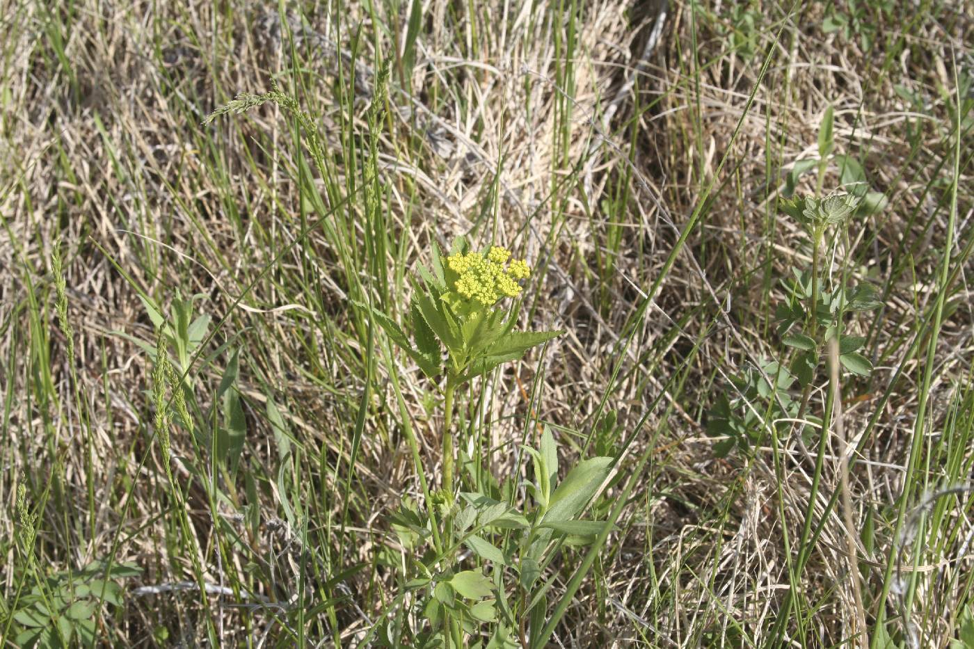 Zizia aurea image
