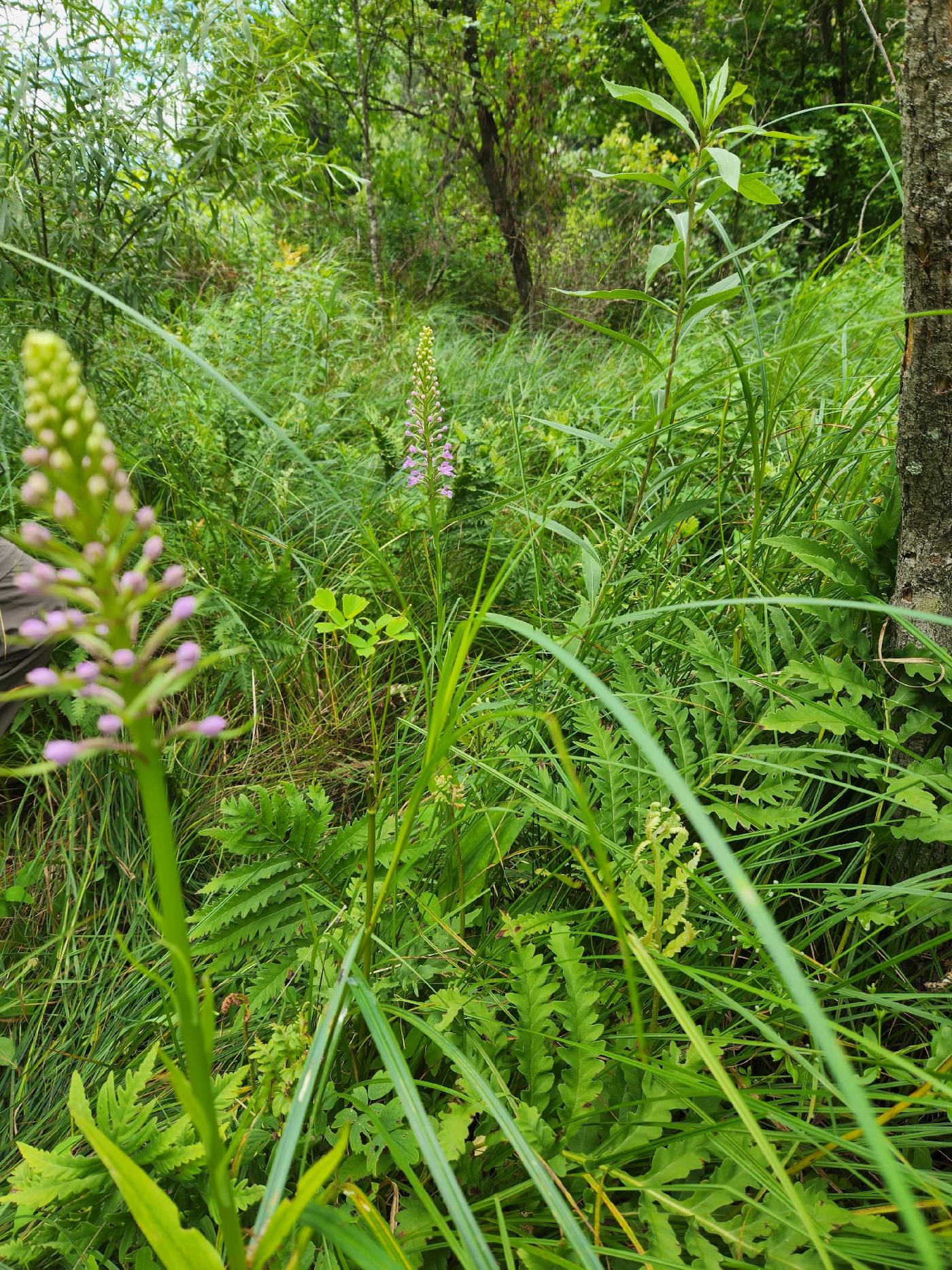 Platanthera psycodes image