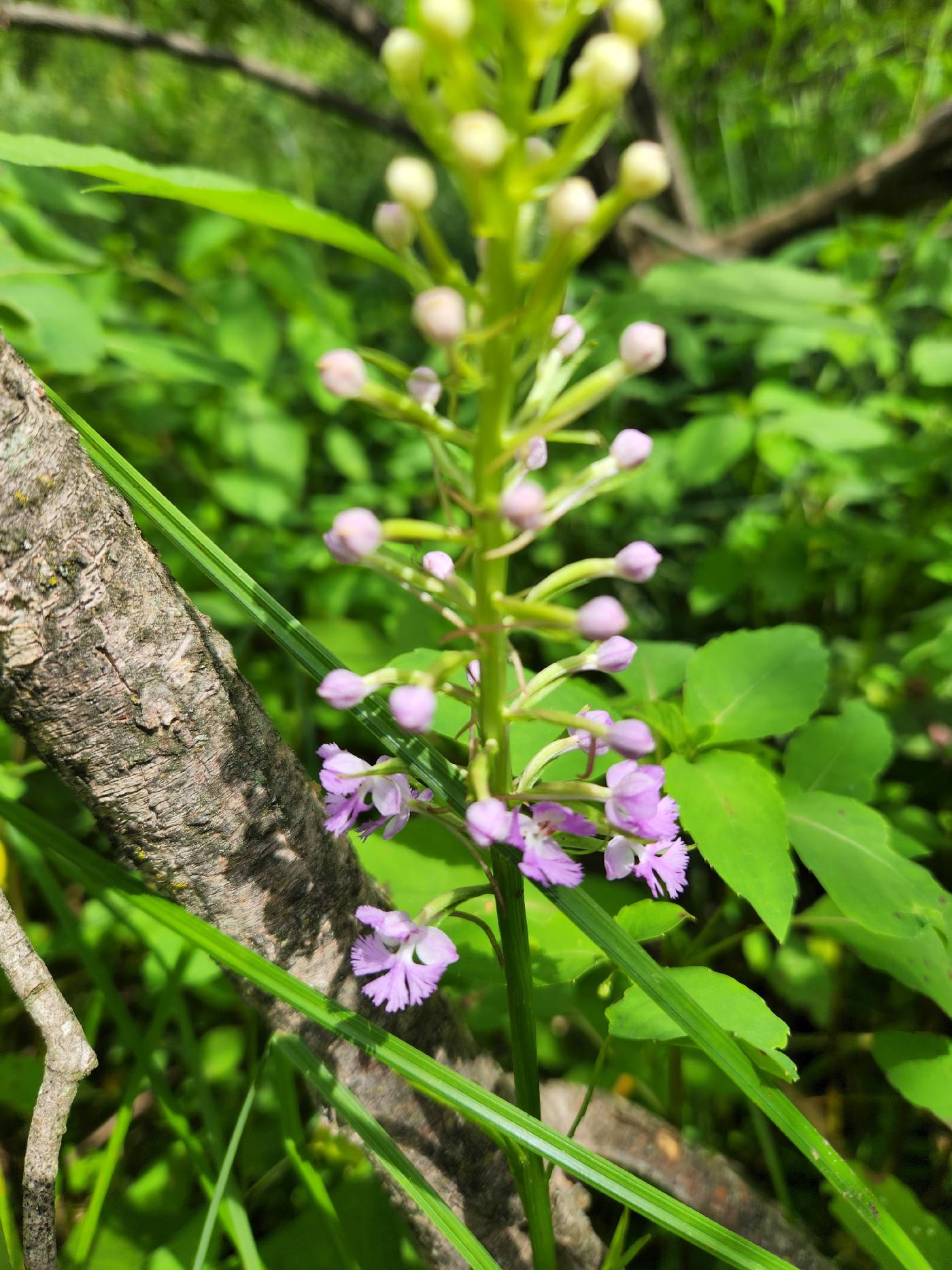 Platanthera psycodes image