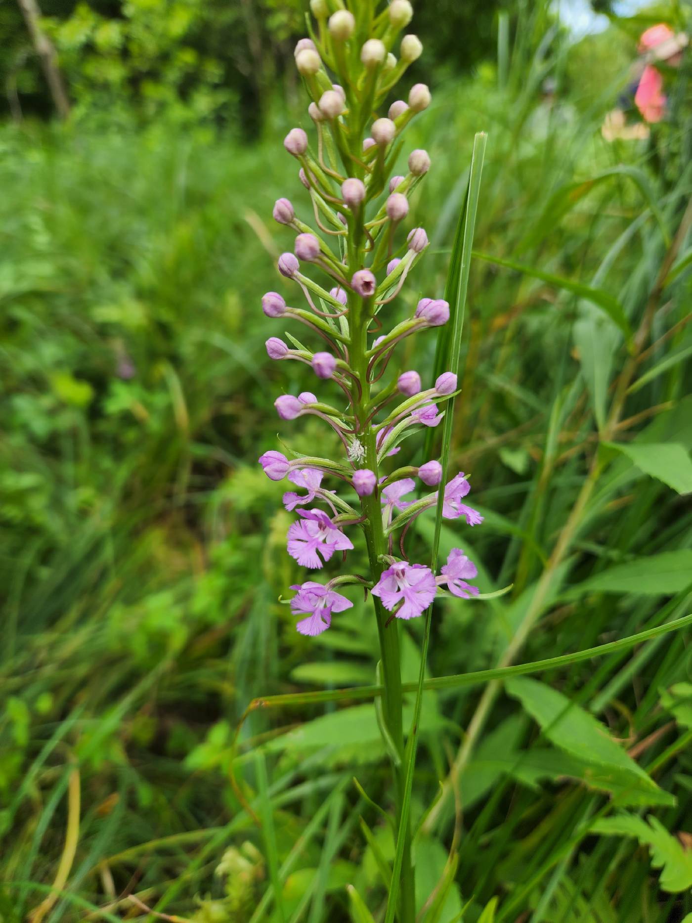 Platanthera psycodes image