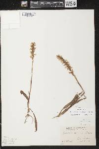 Image of Spiranthes cernua x s. romanzoffiana