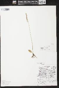Image of Spiranthes lacera var. lacera