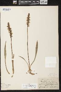 Image of Spiranthes cernua x s. magnicamporum