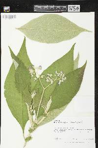 Image of Solanum mauritianum