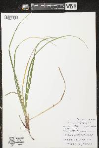 Image of Carex communis