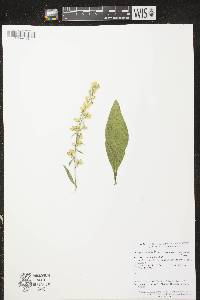 Image of Solidago speciosa subsp. speciosa var. speciosa