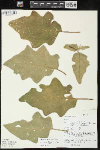 Image of Solanum aethiopicum