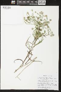Image of Symphyotrichum praealtum