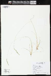 Image of Festuca saximontana