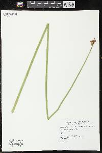 Image of Schoenoplectus acutus