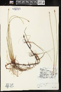 Image of Eleocharis