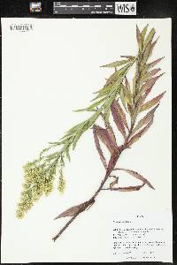 Image of Solidago